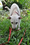 Candle - Mixed Breed Dog