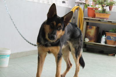 Melvin - German Shepherd Dog Dog