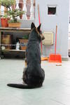 Melvin - German Shepherd Dog Dog