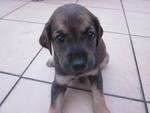 Choco ( Female ) Still available