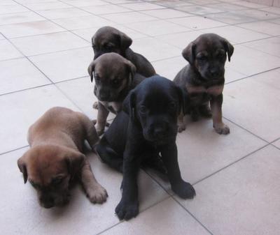 Choco,brownies,pearl - Labrador Retriever Mix Dog