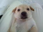 Snowy - Mixed Breed Dog