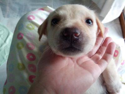 Snowy - Mixed Breed Dog