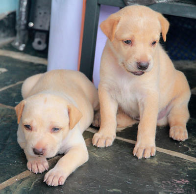 Guan Yin - Mixed Breed Dog