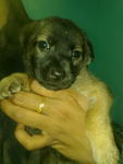 Bindhu - Mixed Breed Dog