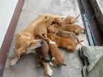 Dolly &amp; Her 7 Pups - Mixed Breed Dog