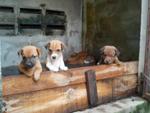 Dolly &amp; Her 7 Pups - Mixed Breed Dog