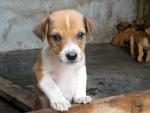 Dolly &amp; Her 7 Pups - Mixed Breed Dog