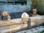 Dolly &amp; Her 7 Pups - Mixed Breed Dog