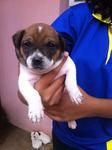 Upm Puppies - Mixed Breed Dog