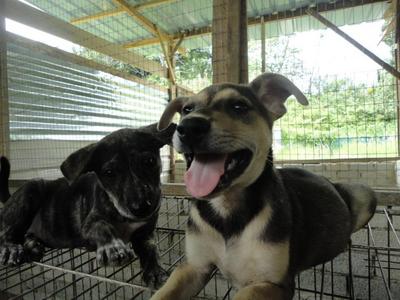 Male Pups - Mixed Breed Dog