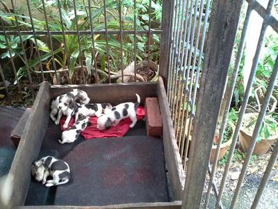 Beagle Puppy For Sale 2013 - Beagle Dog