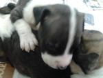 American Pitbull Pup For Salepit - Pit Bull Terrier Dog