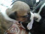 American Pitbull Pup For Salepit - Pit Bull Terrier Dog