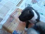 American Pitbull Pup For Salepit - Pit Bull Terrier Dog