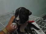 American Pitbull Pup For Salepit - Pit Bull Terrier Dog