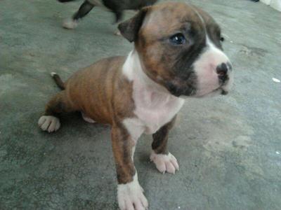 American Pitbull Pup For Salepit - Pit Bull Terrier Dog