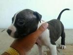 American Pitbull Pup For Salepit - Pit Bull Terrier Dog