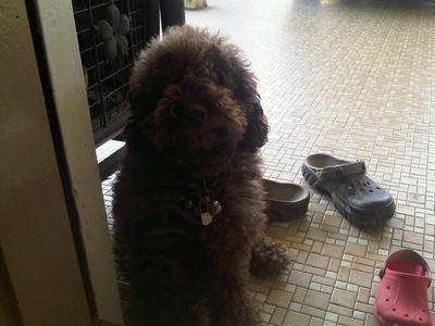 Chicco - Poodle Dog