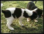 Maries playing with Panda, who also needs a home