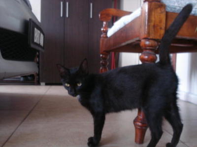 Black Beauty - Domestic Short Hair Cat