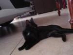 Black Beauty - Domestic Short Hair Cat