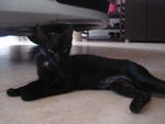 Black Beauty - Domestic Short Hair Cat