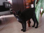 Black Beauty - Domestic Short Hair Cat