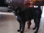 Black Beauty - Domestic Short Hair Cat