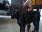 Black Beauty - Domestic Short Hair Cat