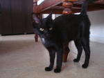 Black Beauty - Domestic Short Hair Cat