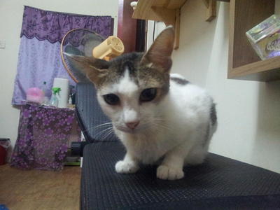 Venus - Japanese Bobtail + Domestic Short Hair Cat