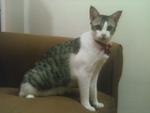 Datin - Domestic Short Hair Cat