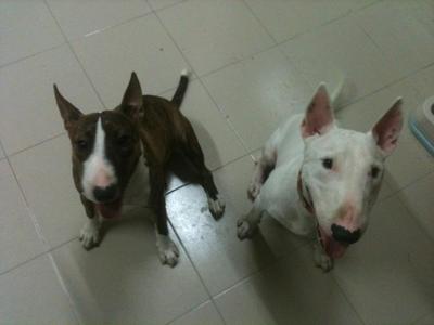 Rooney &amp; Dioh - Bull Terrier Dog