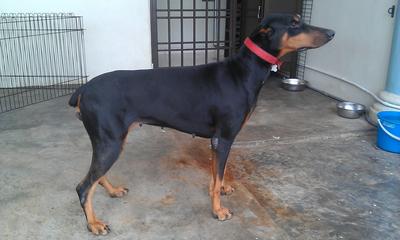 Sasa - Doberman Pinscher Dog