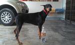 Sasa - Doberman Pinscher Dog