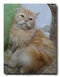 Semi Flat Female Persian Kitten - Persian Cat