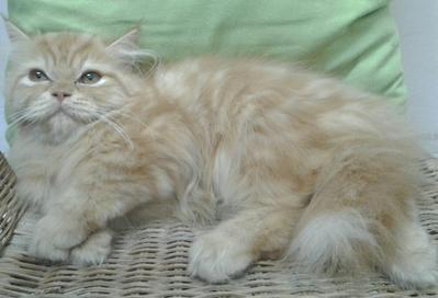 Semi Flat Female Persian Kitten - Persian Cat