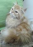 Semi Flat Female Persian Kitten - Persian Cat