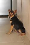 Da Fu - Miniature Pinscher Mix Dog