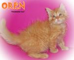 Oren - Persian Cat