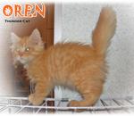 Oren - Persian Cat