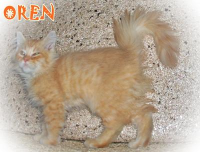 Oren - Persian Cat