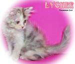 Lychee - Persian Cat