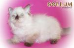 Gollum - Ragdoll Cat