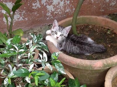 Putam(Putih N Hitam) - Domestic Short Hair + Exotic Shorthair Cat