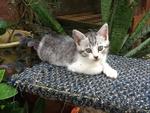 Putam(Putih N Hitam) - Domestic Short Hair + Exotic Shorthair Cat