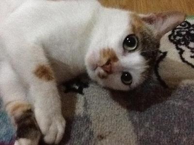 Bising - Japanese Bobtail Cat