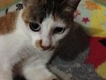 Bising - Japanese Bobtail Cat