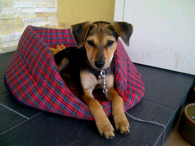 Fifi - Mixed Breed Dog